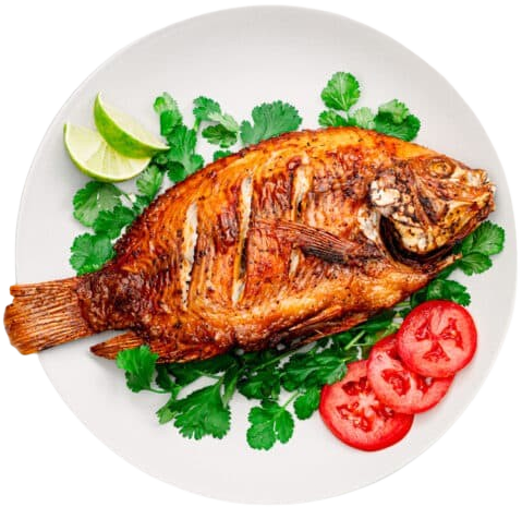 Tilapia Fish